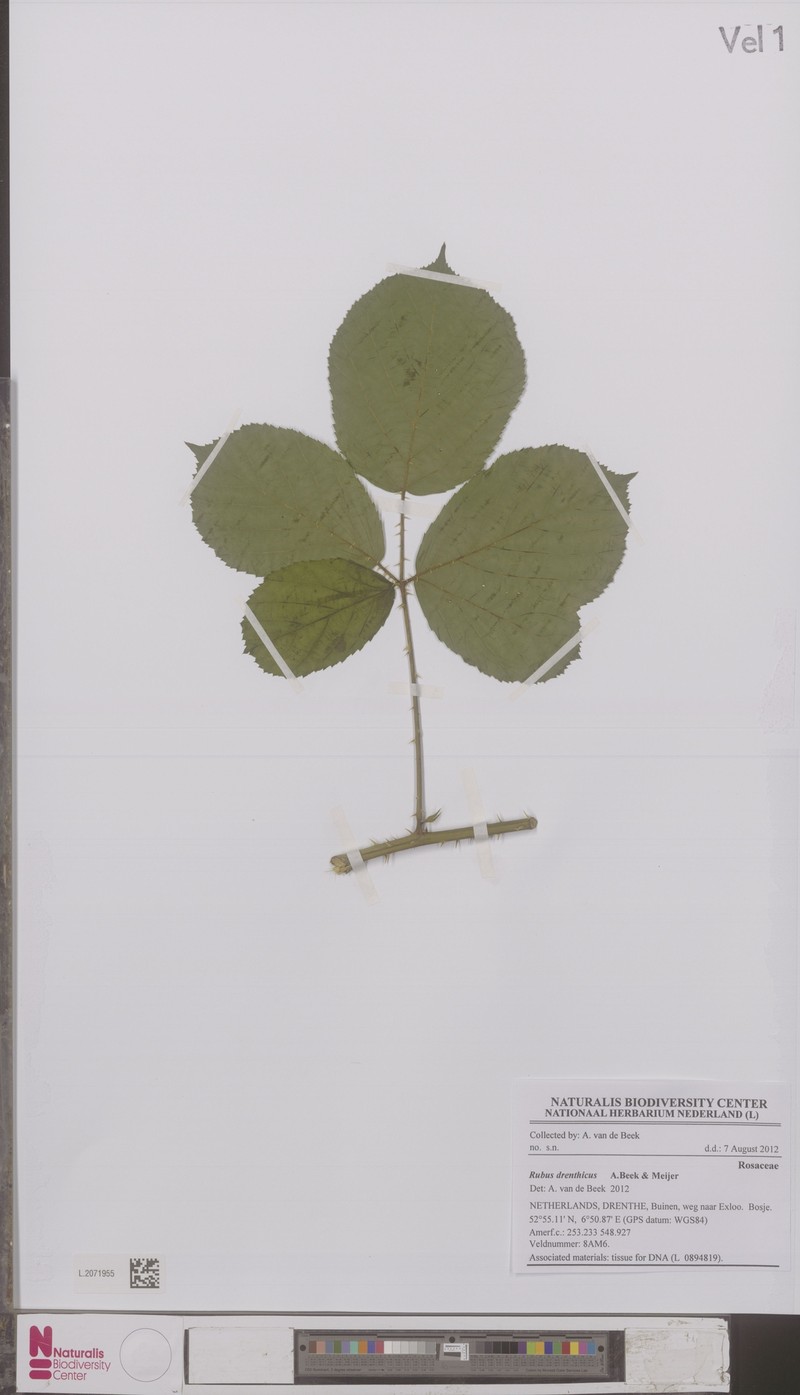Rubus drenthicus photo 3