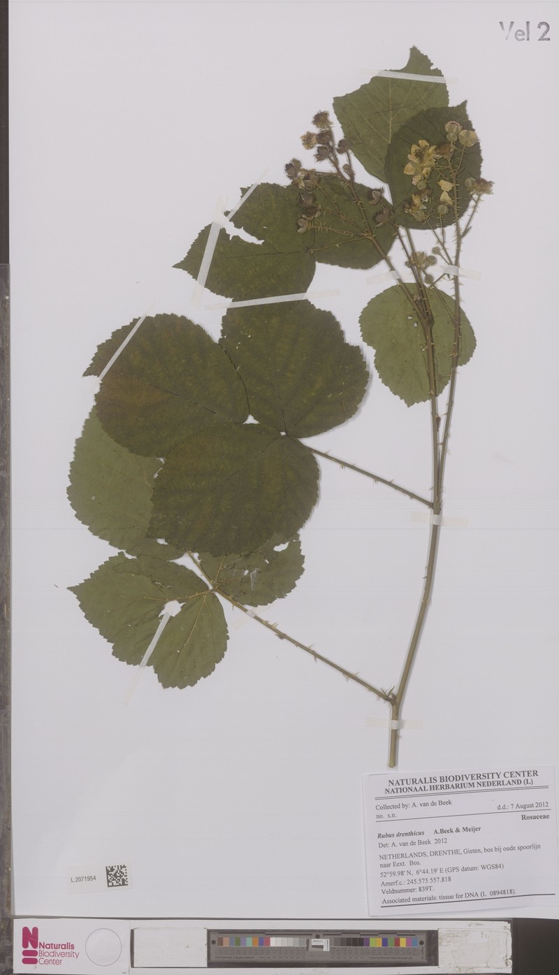 Rubus drenthicus photo 4