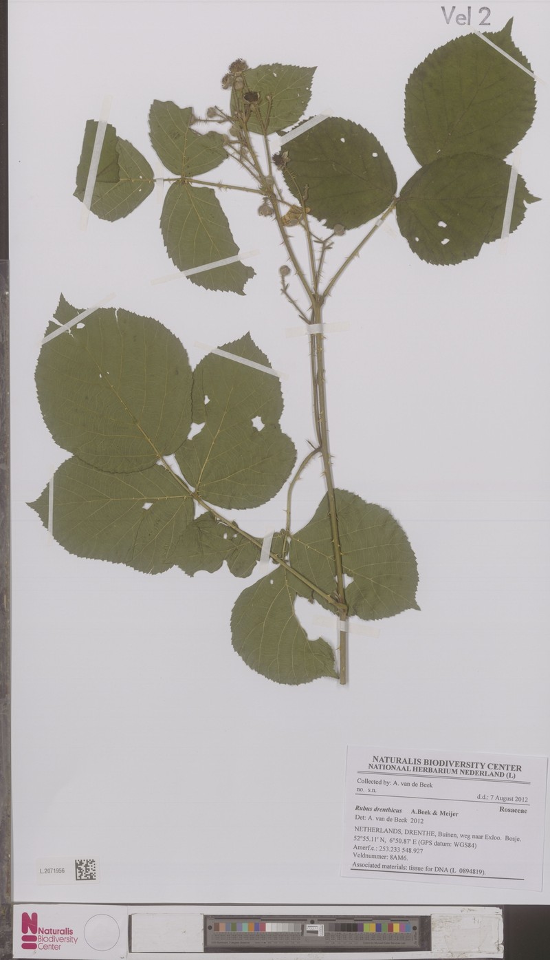 Rubus drenthicus photo 5
