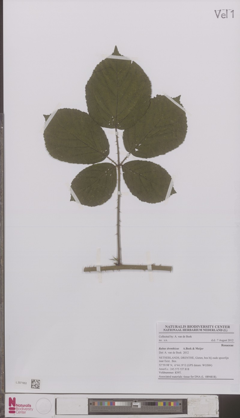 Rubus drenthicus photo 6