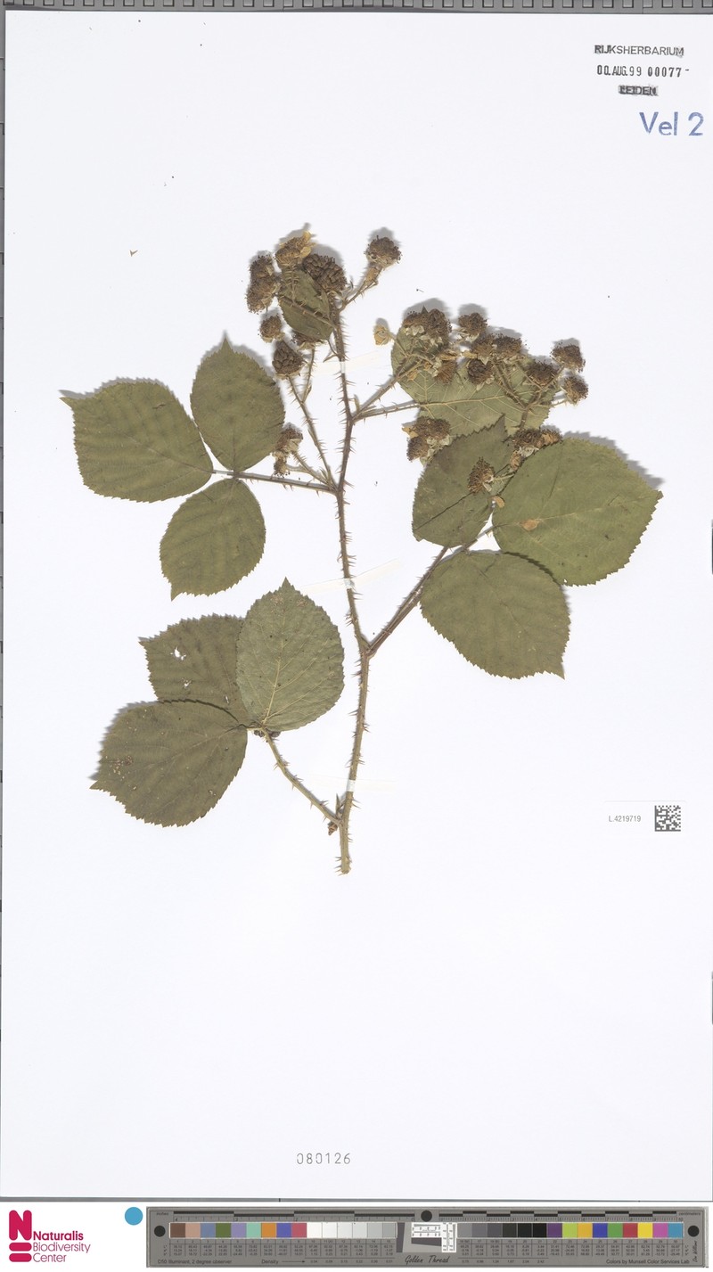 Rubus drenthicus photo 7
