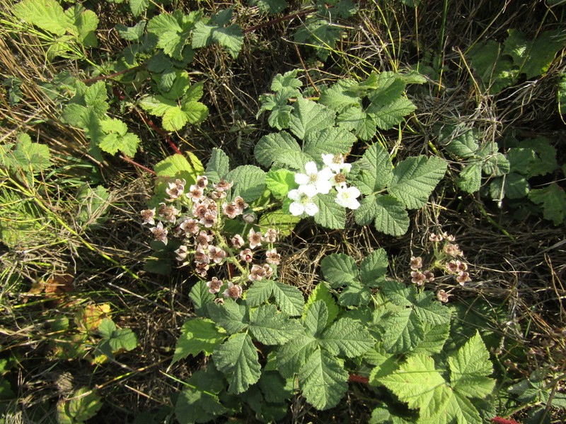 Rubus dumetorum
