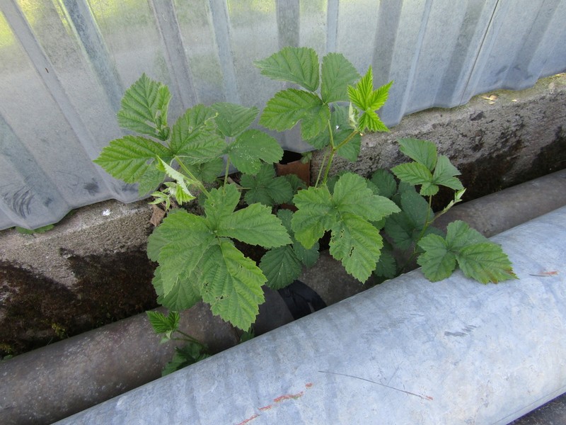 Rubus dumetorum photo 2