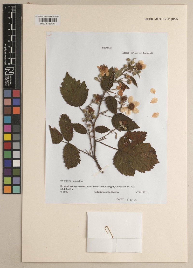 Rubus dumnoniensis