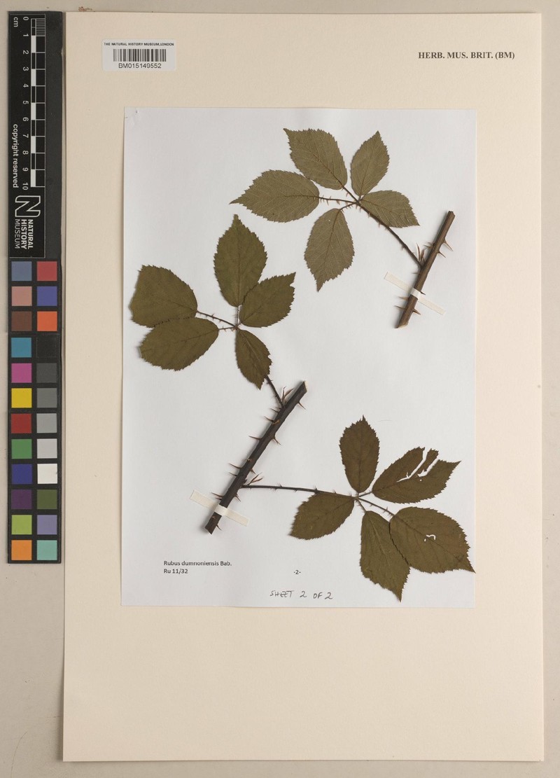 Rubus dumnoniensis photo 2