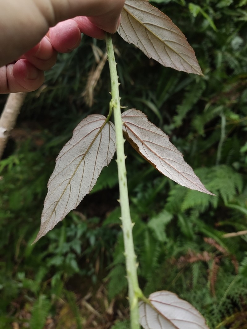 Rubus dunnii