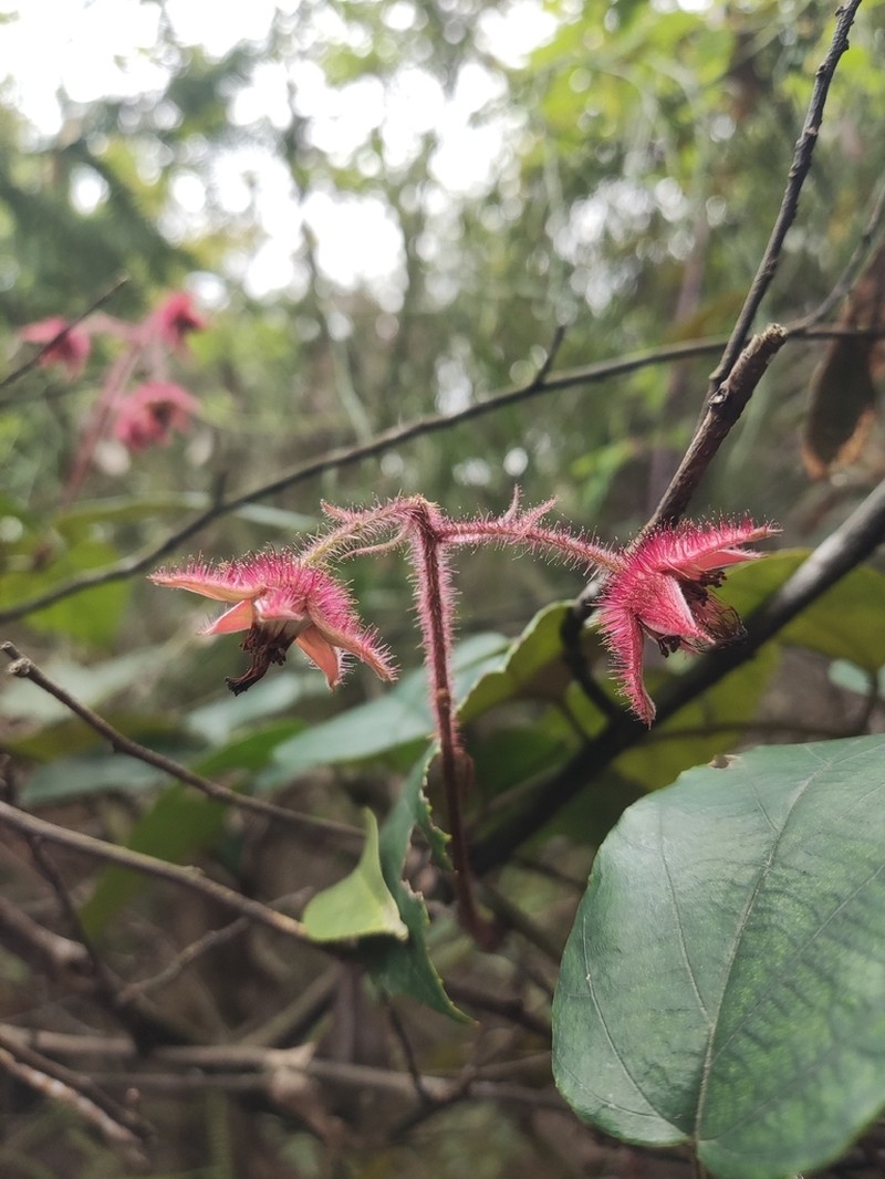 Rubus dunnii photo 2