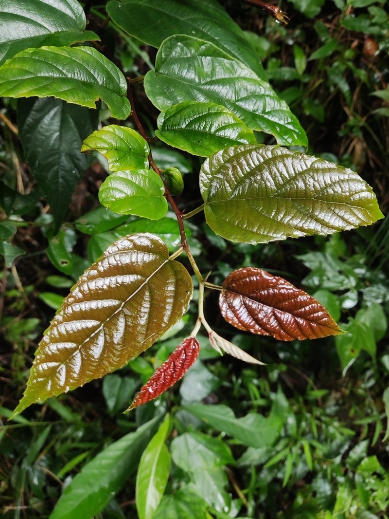 Rubus dunnii photo 3