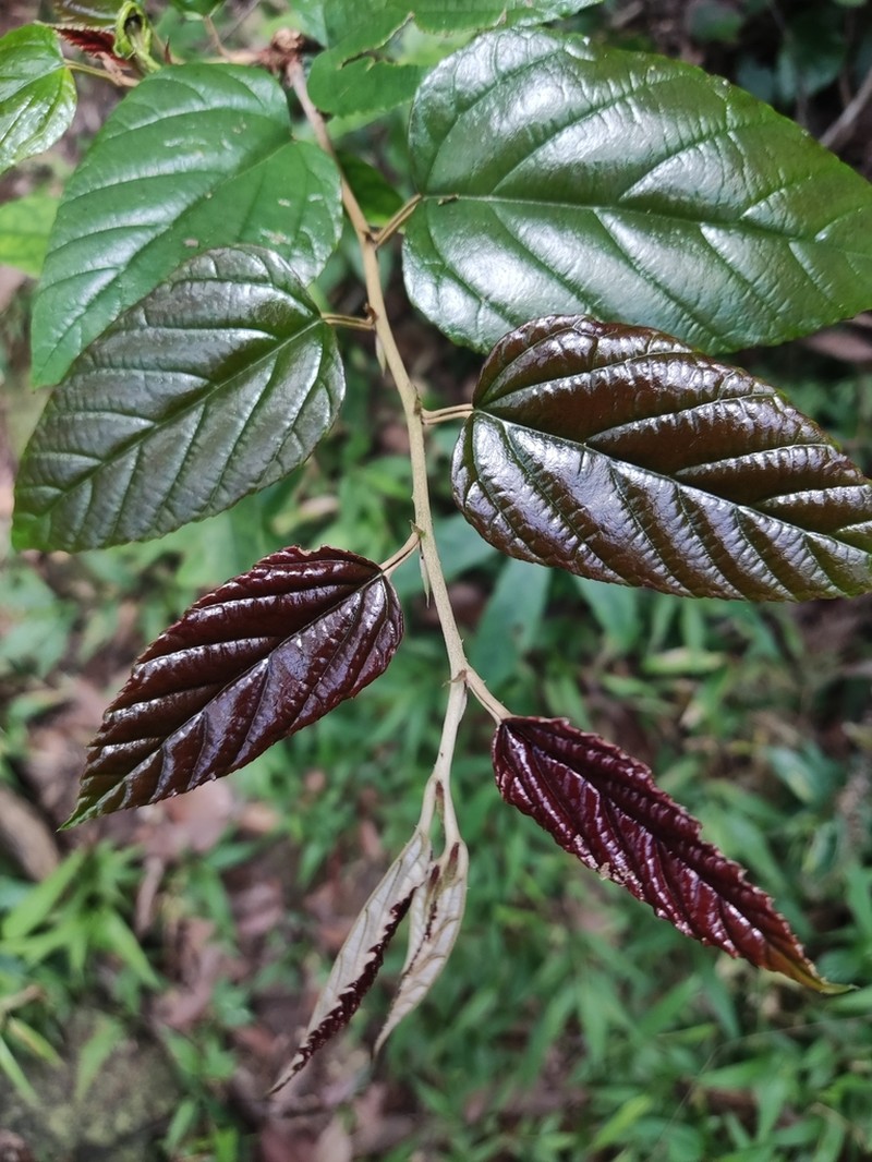 Rubus dunnii photo 4