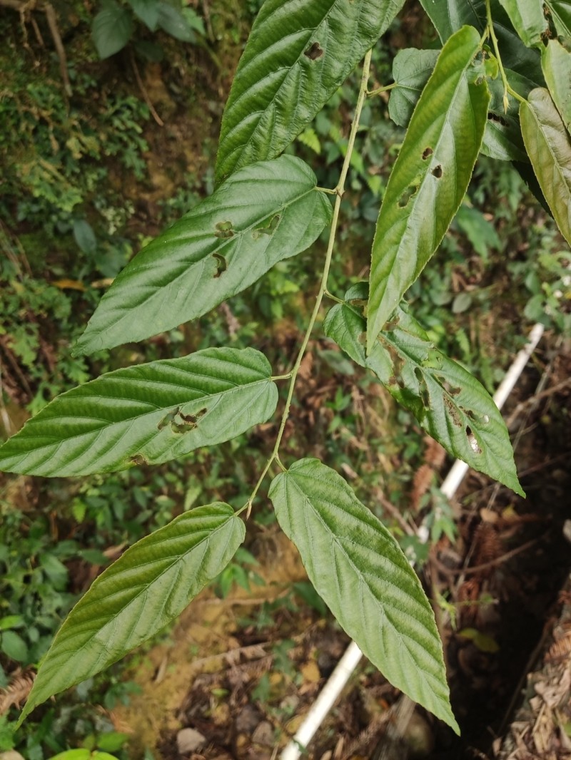 Rubus dunnii photo 5