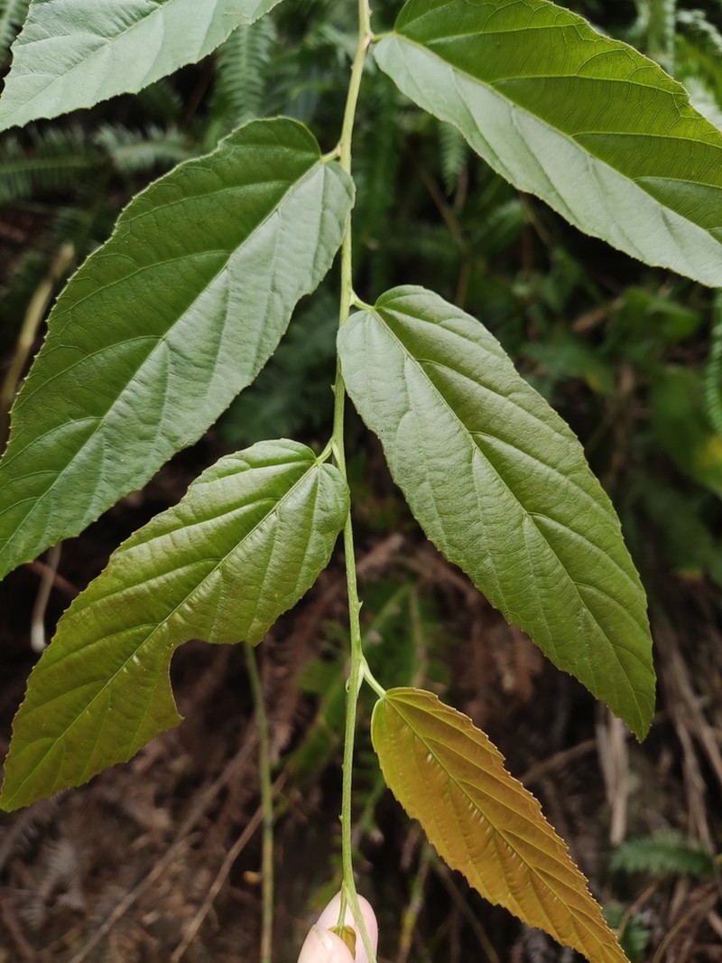Rubus dunnii photo 6