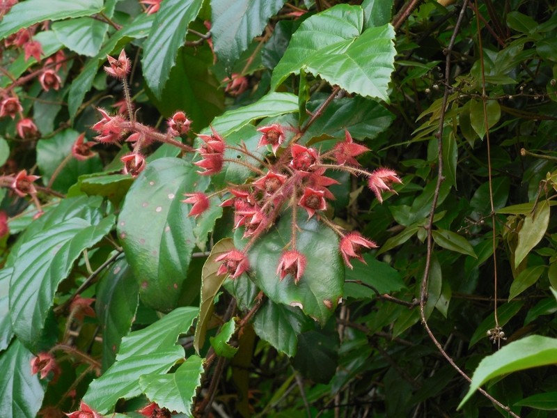 Rubus dunnii photo 7