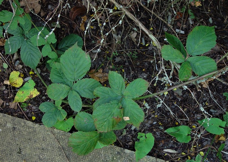 Rubus eboracensis photo 2