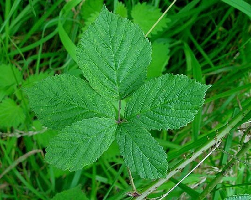 Rubus eboracensis photo 3