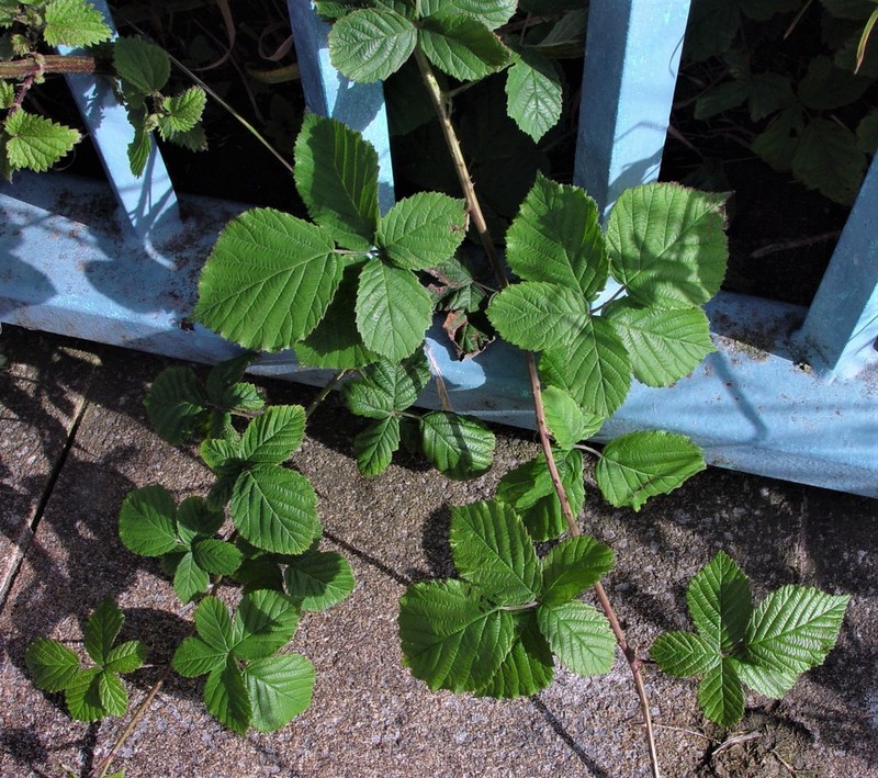 Rubus eboracensis photo 4
