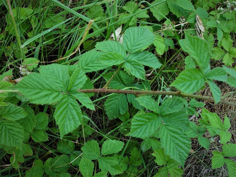 Rubus eboracensis photo 5