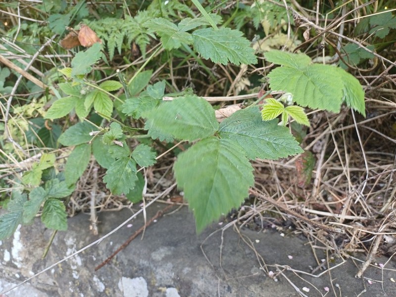 Rubus eboracensis photo 6