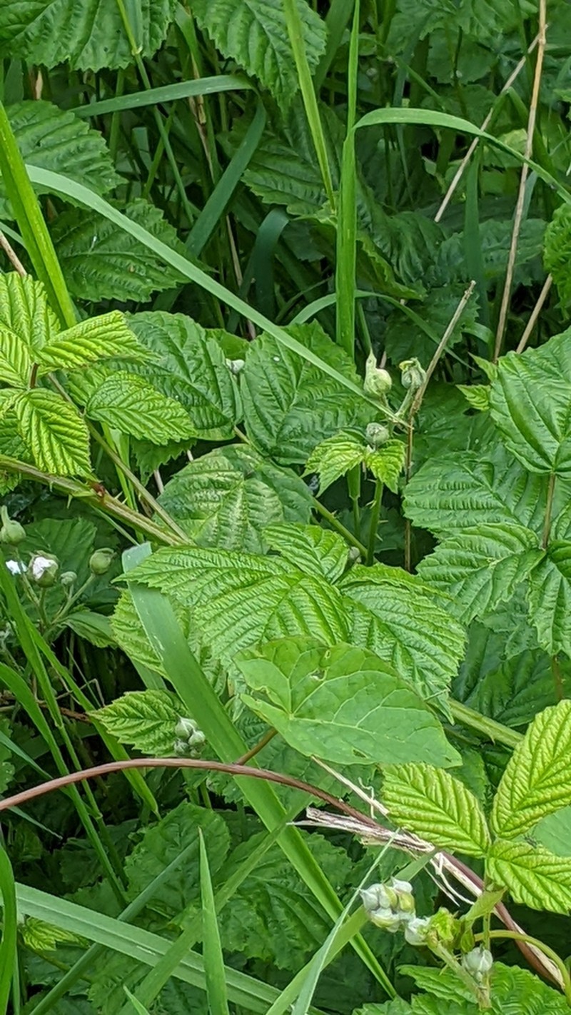 Rubus eboracensis photo 7