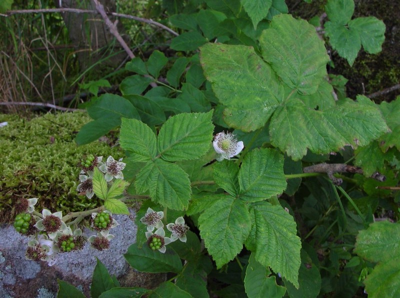 Rubus eboracensis photo 8