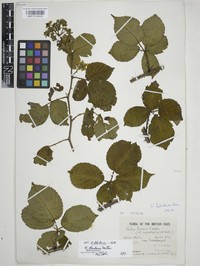 Rubus ebudensis