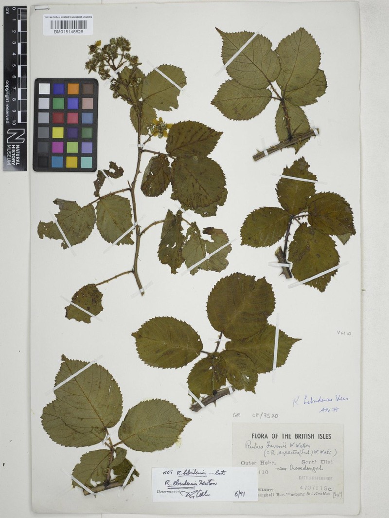 Rubus ebudensis