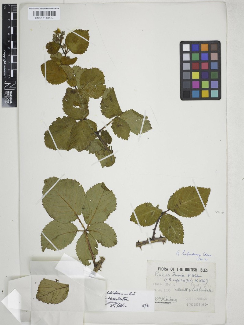 Rubus ebudensis photo 2