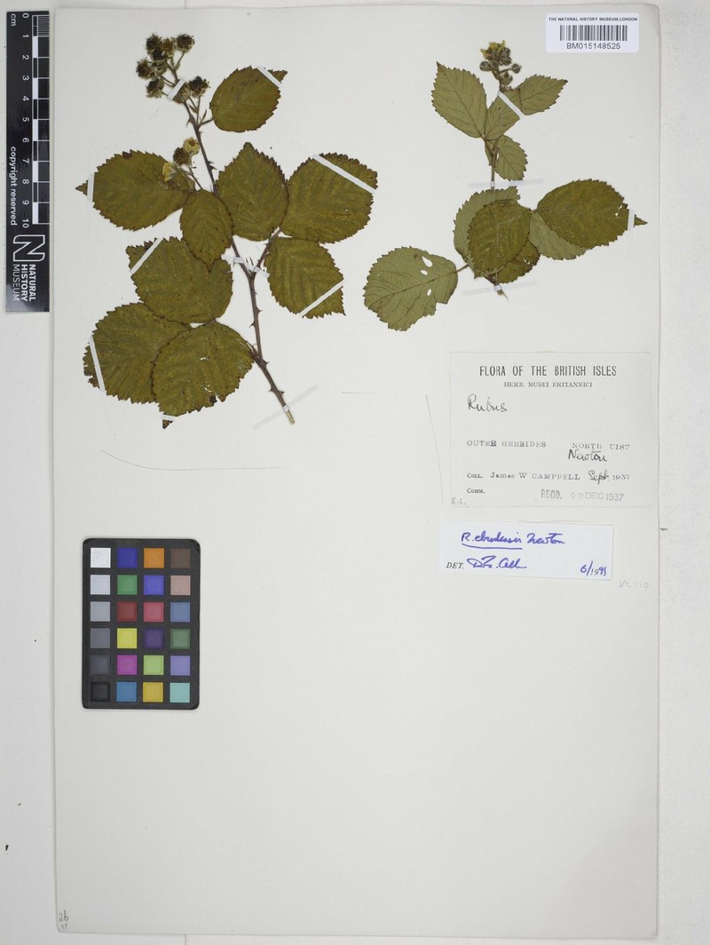 Rubus ebudensis photo 3