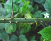 Rubus echinatoides