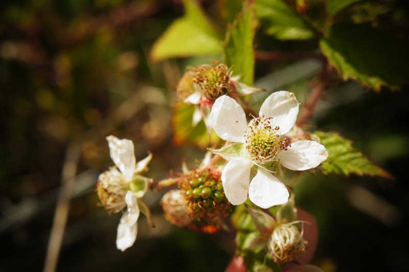 Rubus echinatoides photo 2