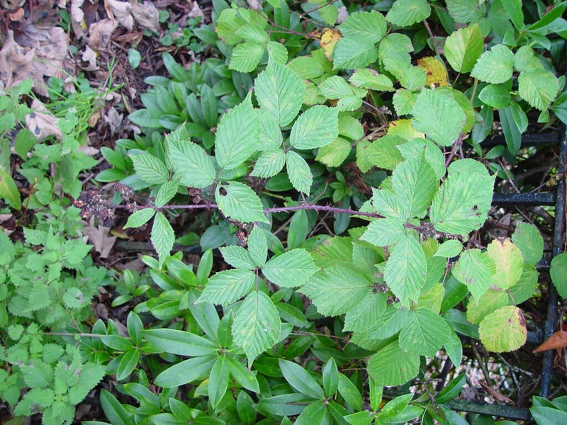 Rubus echinatoides photo 3