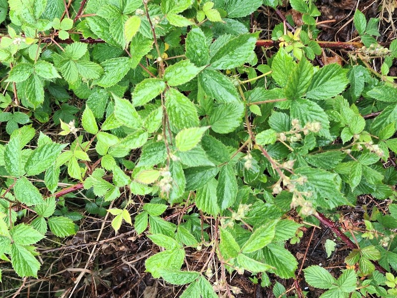 Rubus echinatoides photo 4