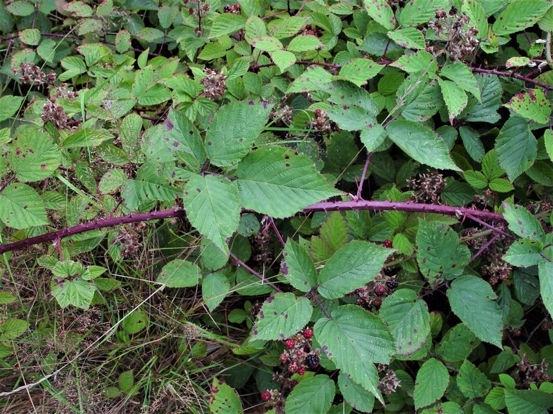 Rubus echinatoides photo 5