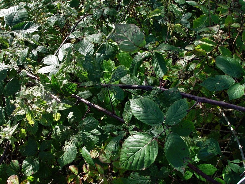Rubus echinatoides photo 6