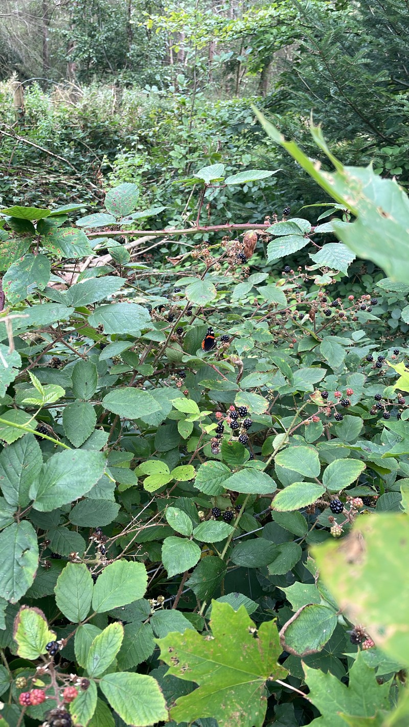 Rubus echinatoides photo 8