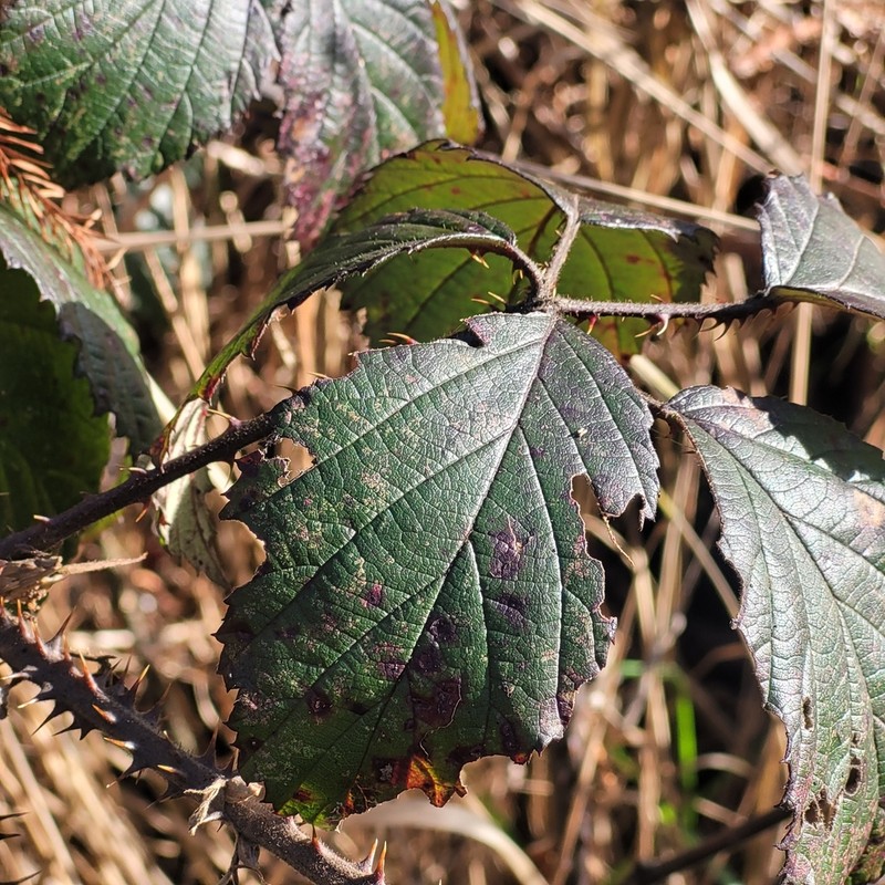 Rubus echinatus photo 2