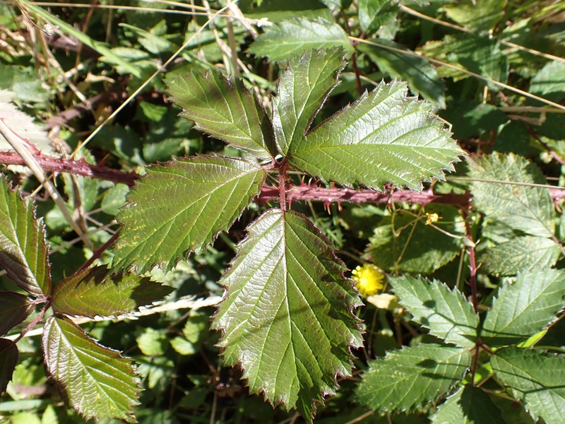 Rubus echinatus photo 3