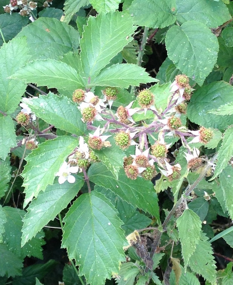 Rubus echinatus photo 4