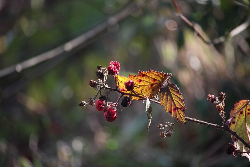 Rubus echinatus photo 6
