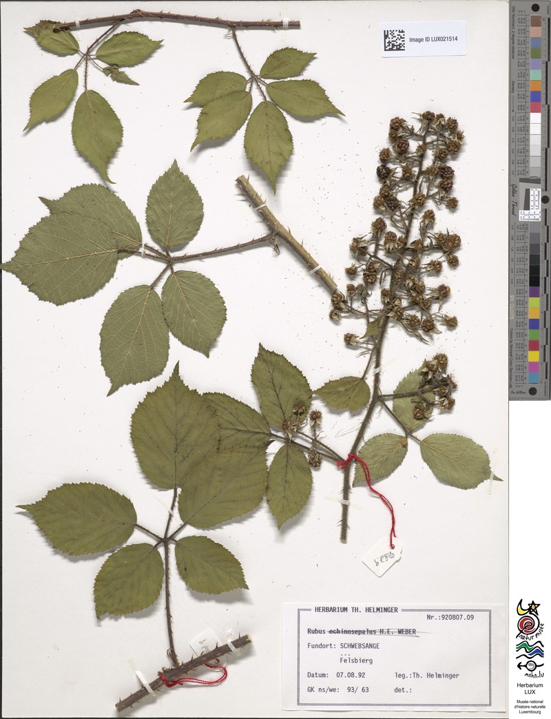 Rubus echinosepalus