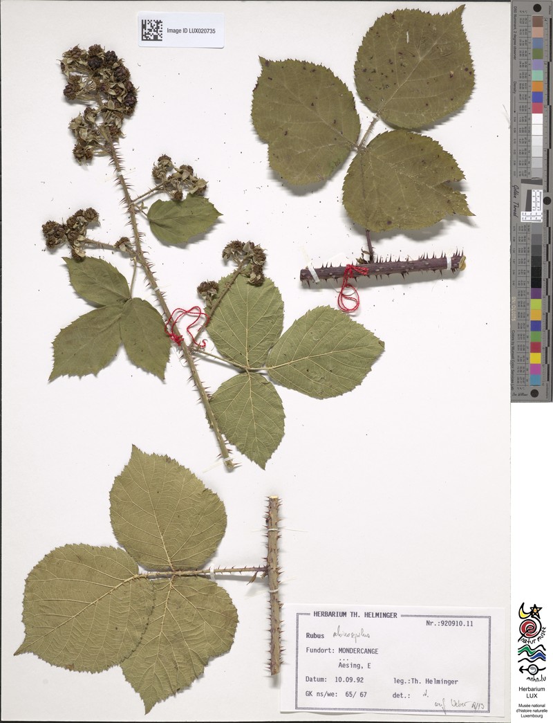 Rubus echinosepalus photo 2