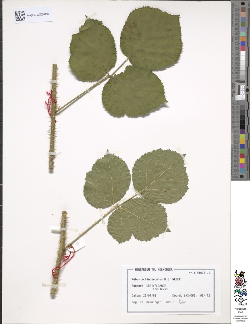 Rubus echinosepalus photo 3