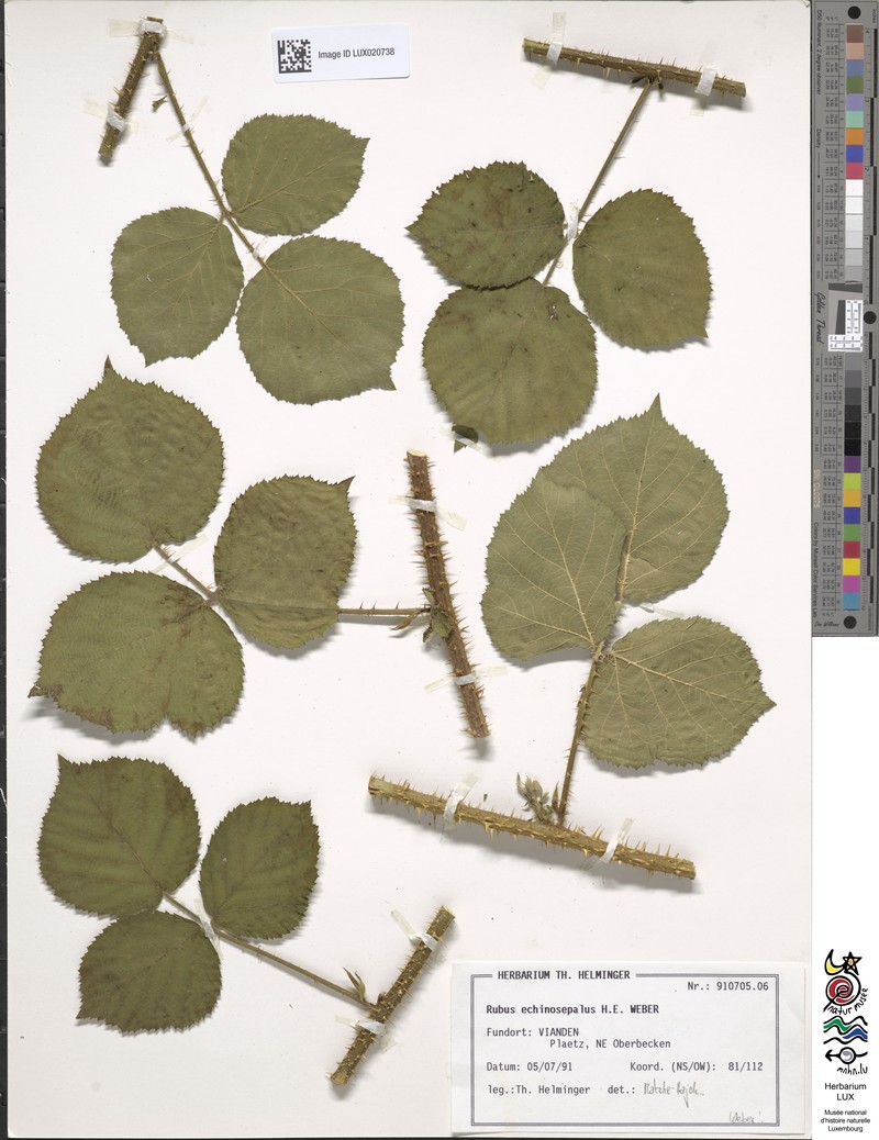 Rubus echinosepalus photo 4