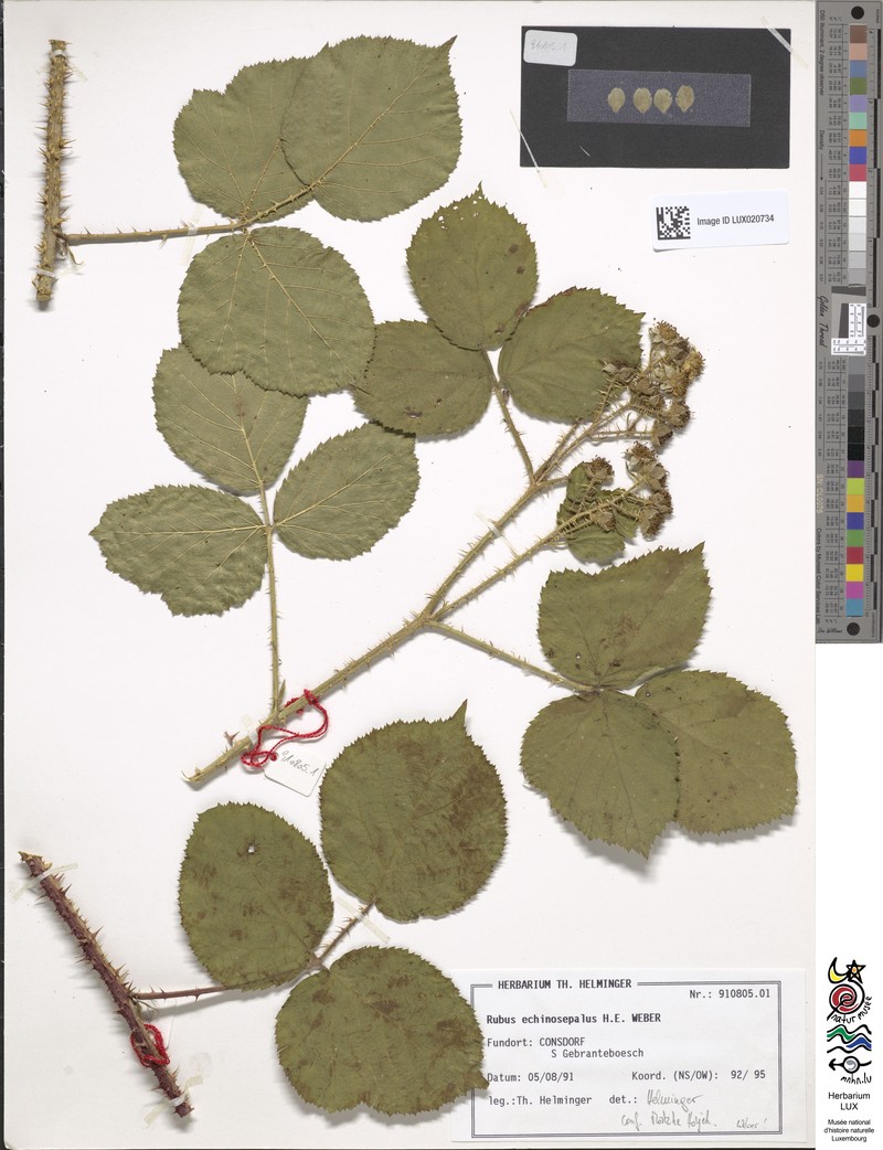 Rubus echinosepalus photo 5