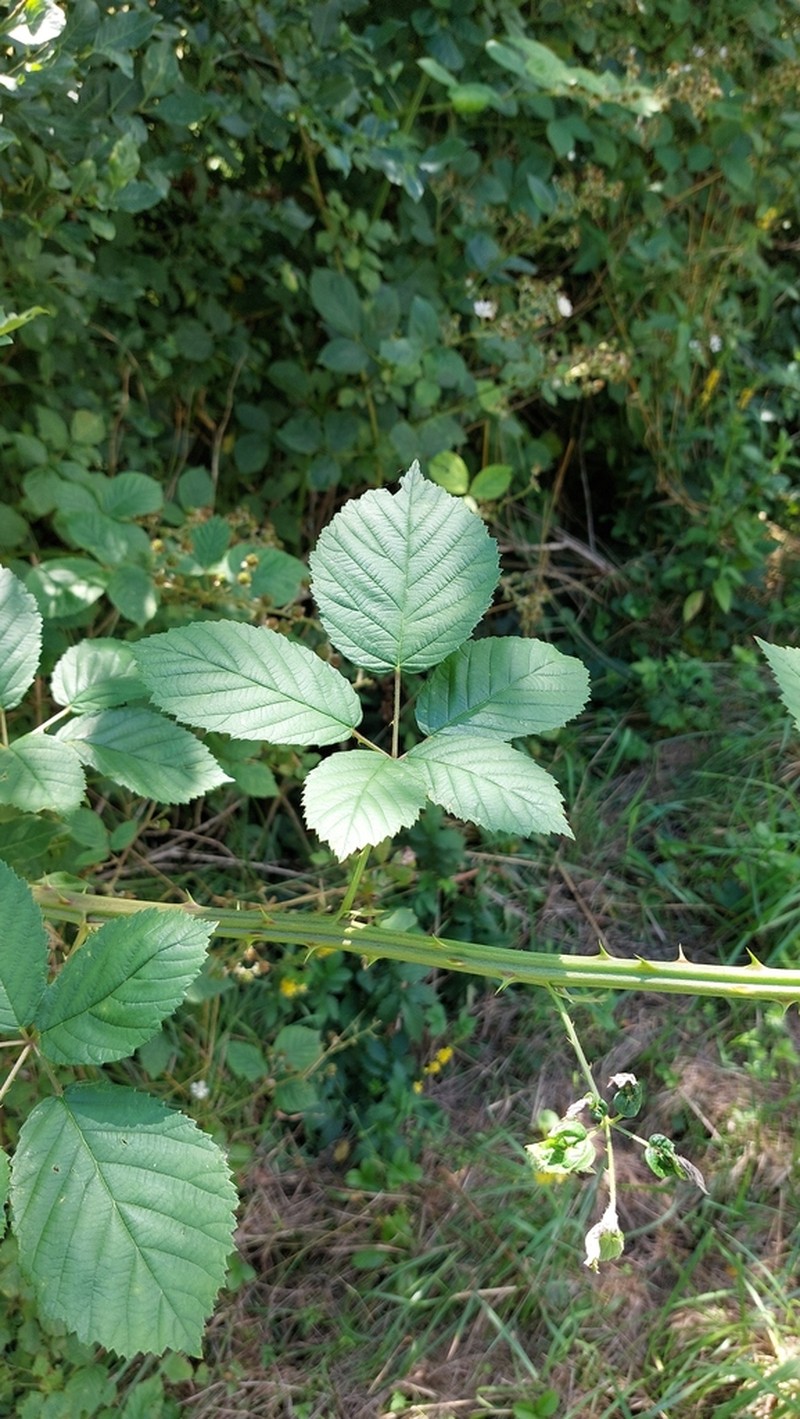 Rubus eckhartii