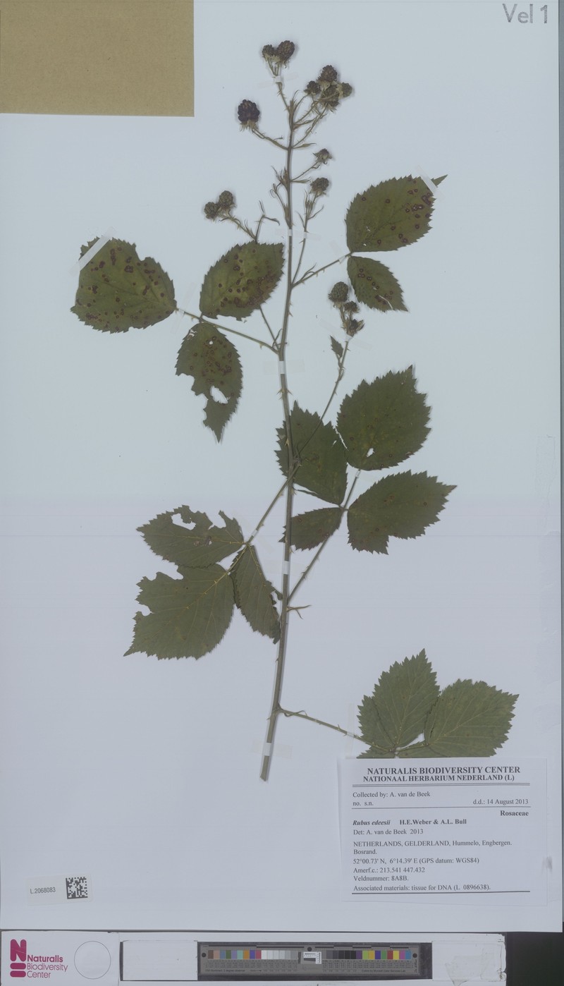 Rubus edeesii