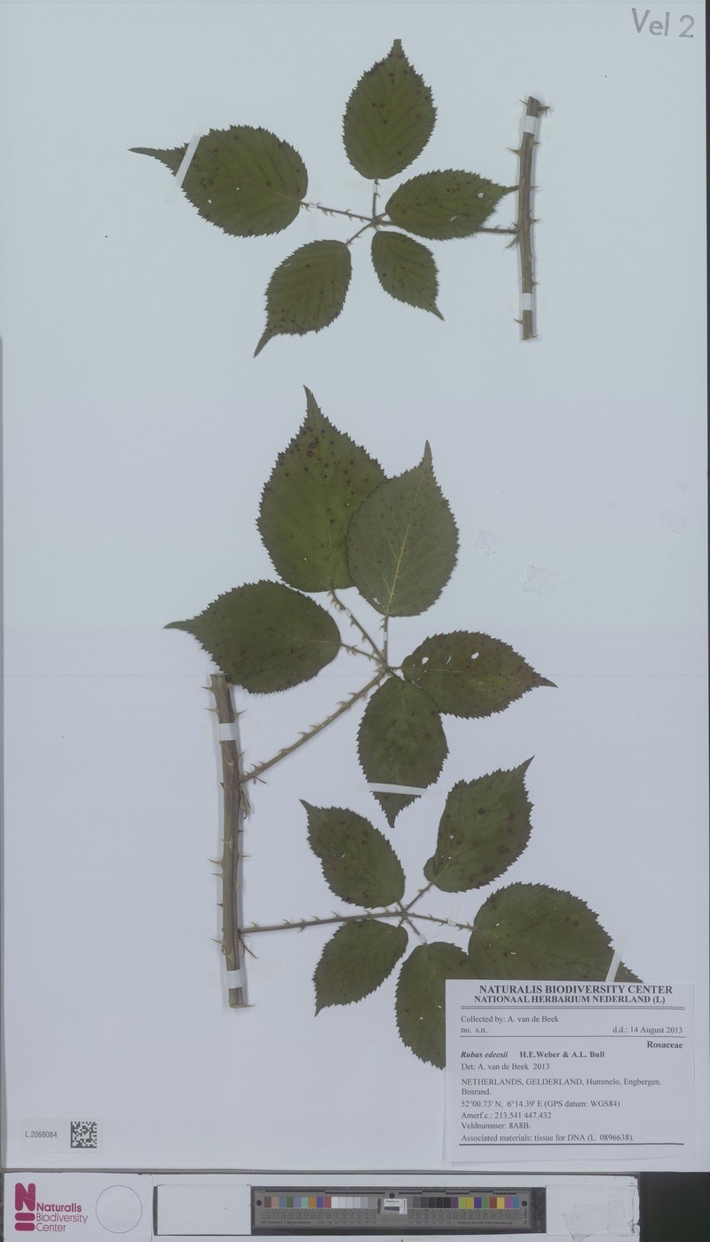 Rubus edeesii photo 2