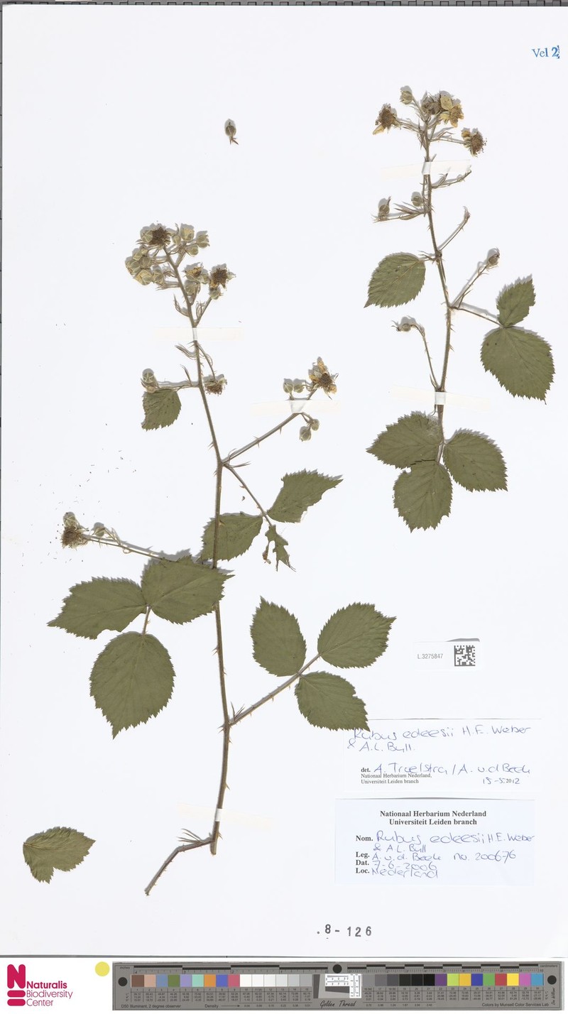 Rubus edeesii photo 3