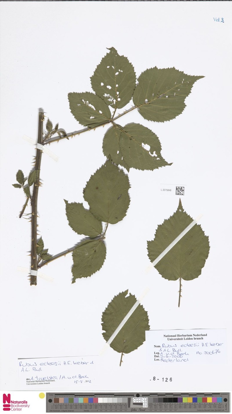 Rubus edeesii photo 4