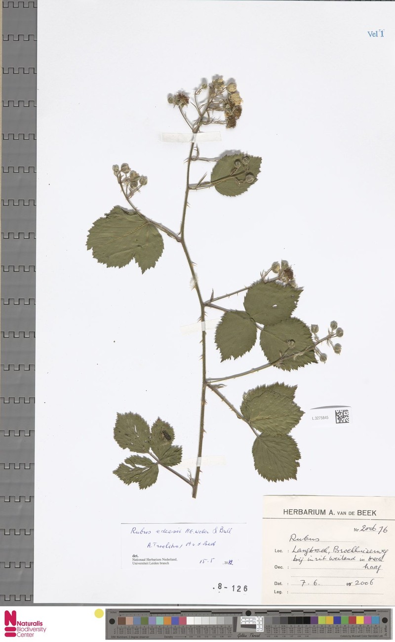 Rubus edeesii photo 5