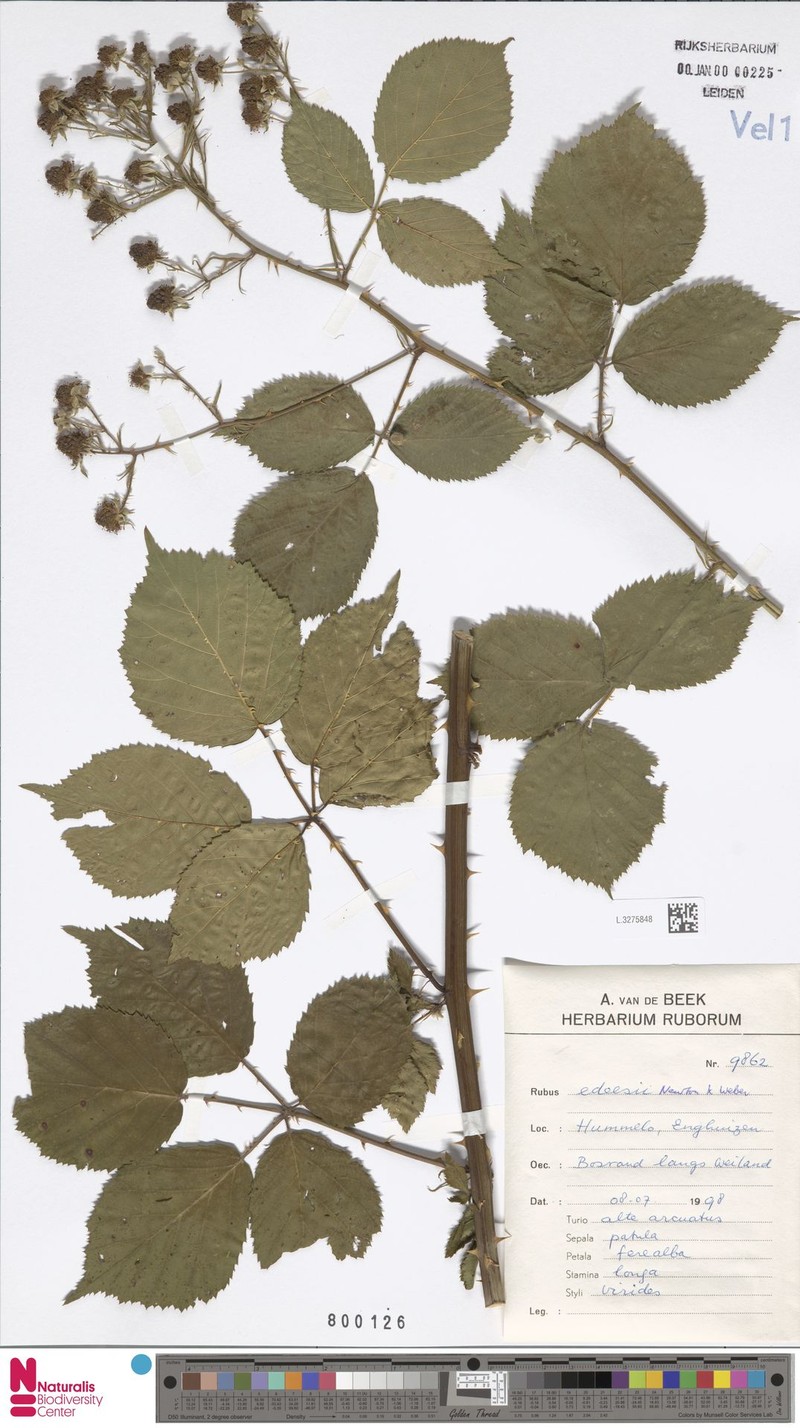Rubus edeesii photo 6